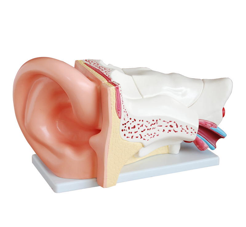  新型大耳解剖模型
