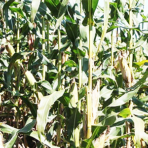 玉米秸秆造纸未来将变得更节能环保