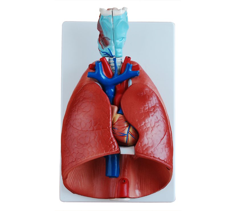  喉、心、肺模型　