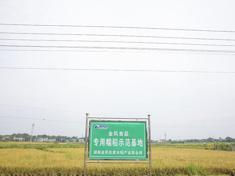 金風食品專用糯稻示范基地