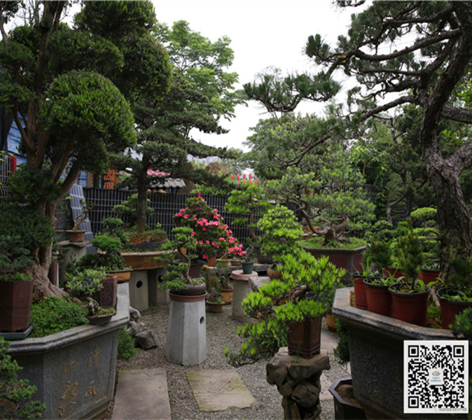 中式庭院綠植
