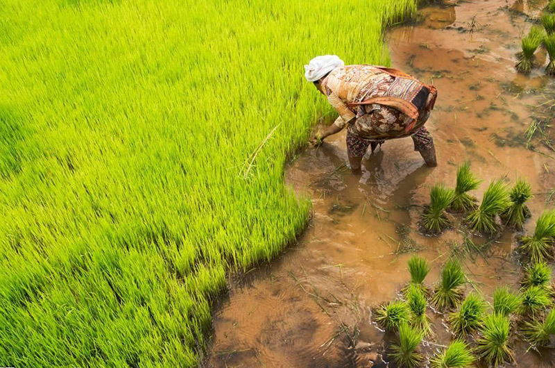水稻病蟲害綠色防控技術，種植戶需記住以下要點