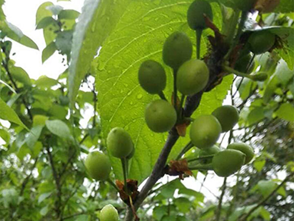 櫻桃樹