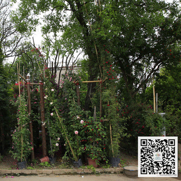 淺析園林植物在成都園林景觀中的運用 淺析園林植物在成都園林景觀中的運用