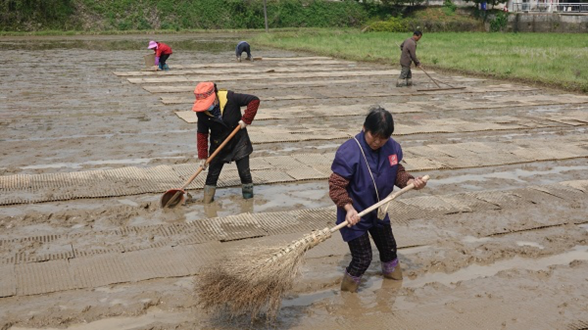 湘潭縣：糯稻助力農民小康夢