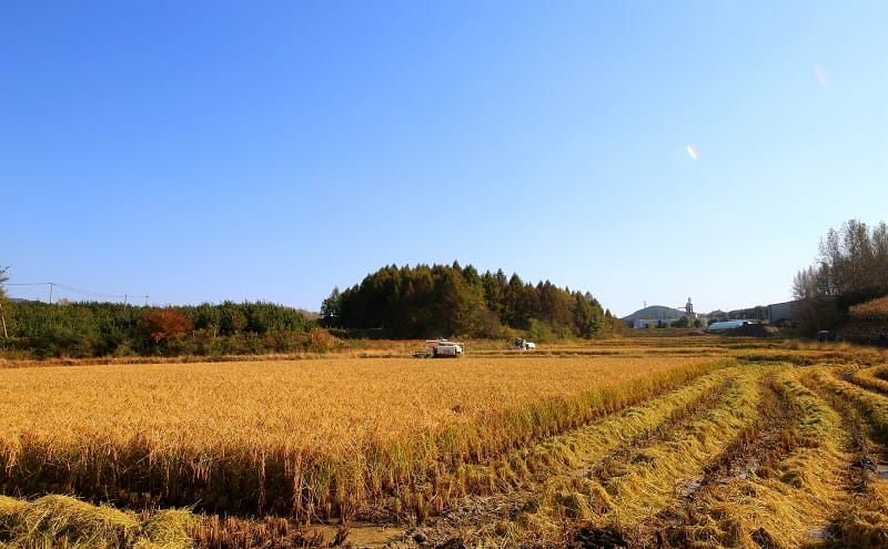 有機(jī)米