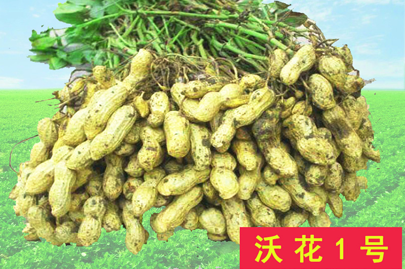 沃花1號 沃花1號
