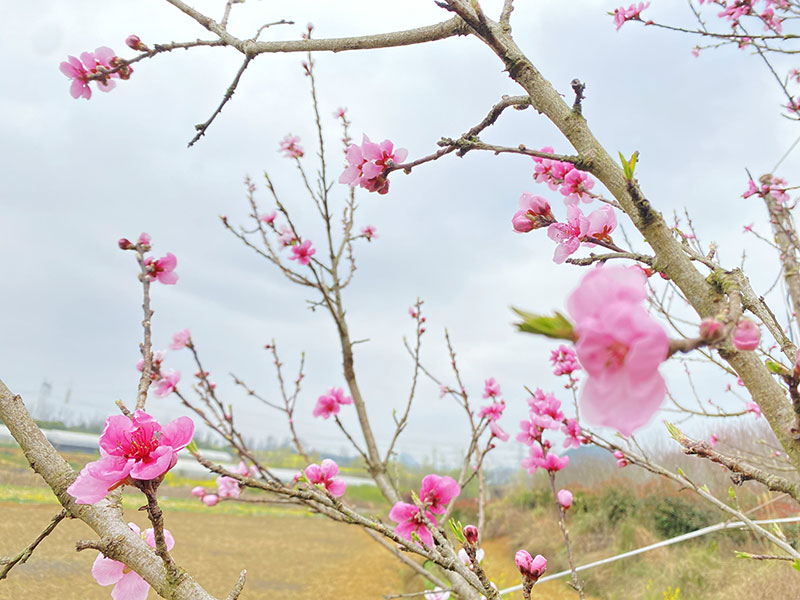 梨花1