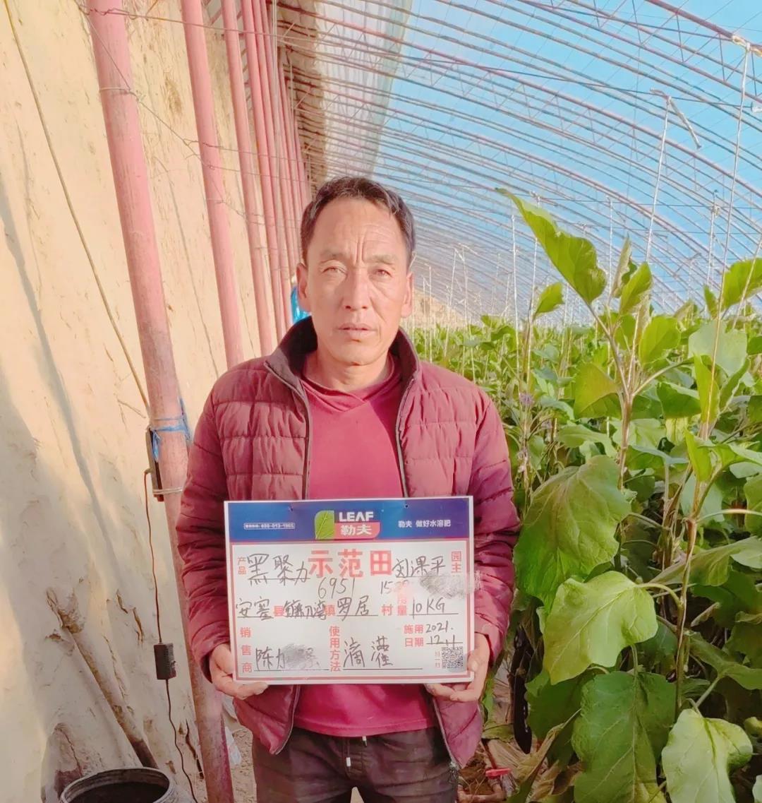 用了黑聚力礦鉀肥，劉大哥的紫長茄一畝多賣出700斤