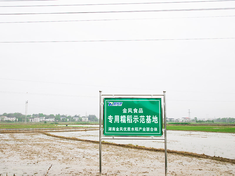 金風食品專用糯稻示范基地