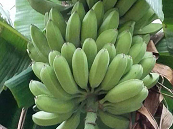 香蕉