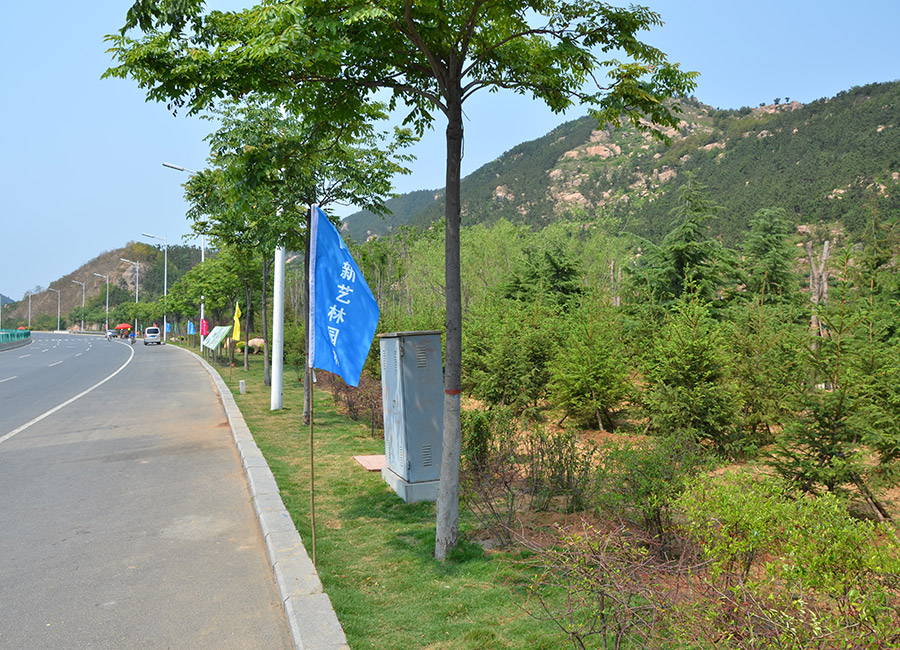  濱海(hai)公路(lu)嶗(lao)山區北(bei)段(duan)綠化改(gai)造工(gong)程三(san)標段(duan)
