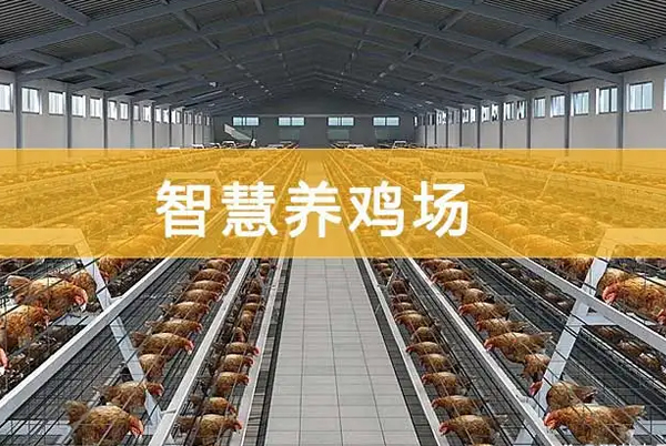雞舍養(yǎng)殖環(huán)控系統(tǒng)應(yīng)用廣，物聯(lián)網(wǎng)技術(shù)提升養(yǎng)殖業(yè)管理水平
