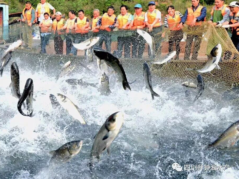 淡水鱼吃什么食物？
