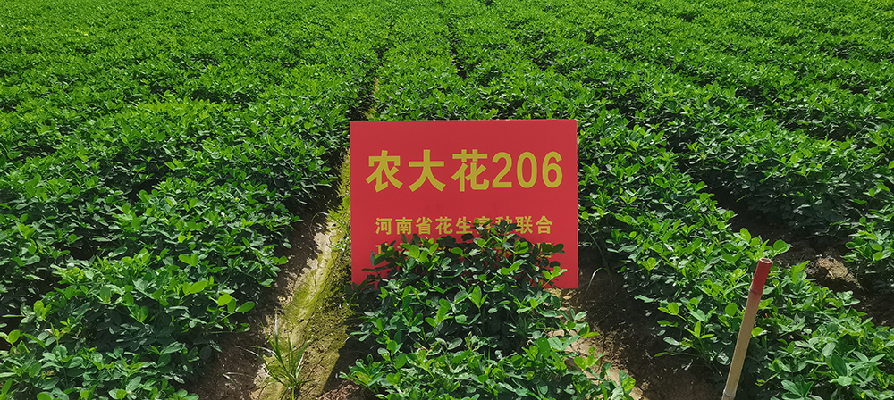 農(nóng)大花206