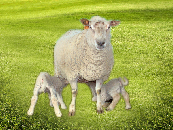 夏洛莱母羊