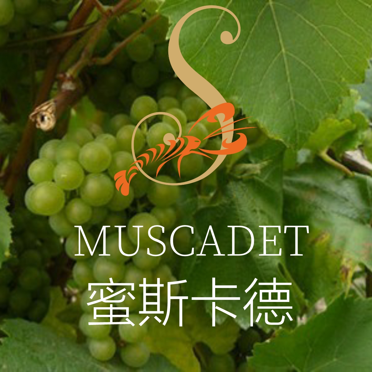 蜜斯卡德