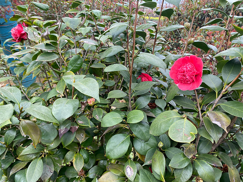 茶花樹1