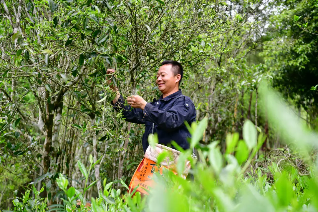 龍勝：走好茶旅融合發(fā)展路 “茶”亮特色農(nóng)業(yè)綠色品牌