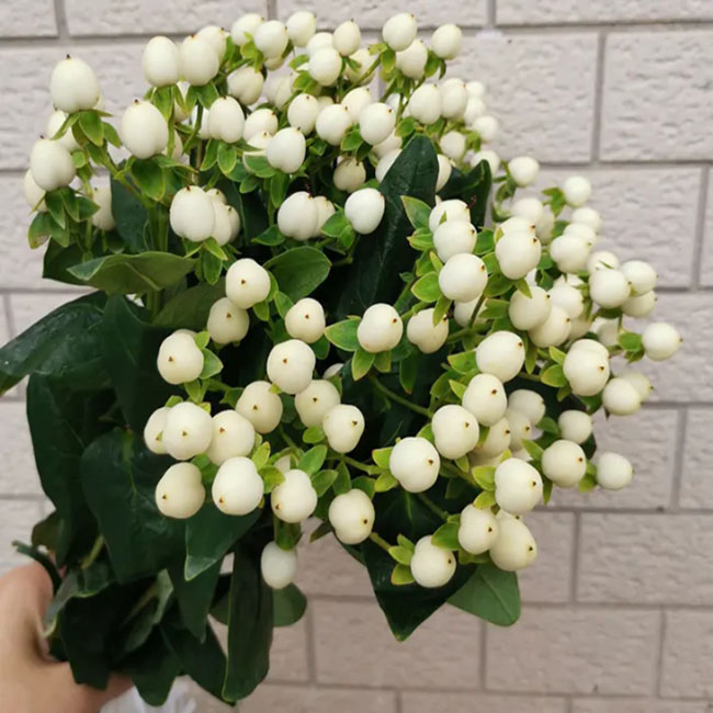 粉豆 粉豆