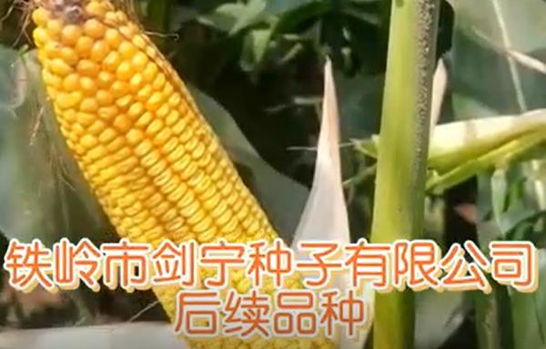玉米种子萌发过程是怎样的？高产抗旱玉米种子商家为你讲解！