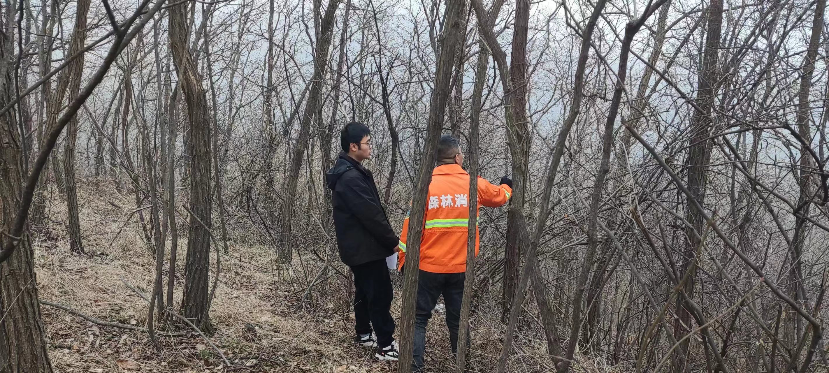 靈寶森林撫育驗收中