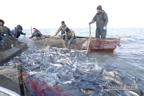 黑龍江連環湖天然野生魚喜獲豐收