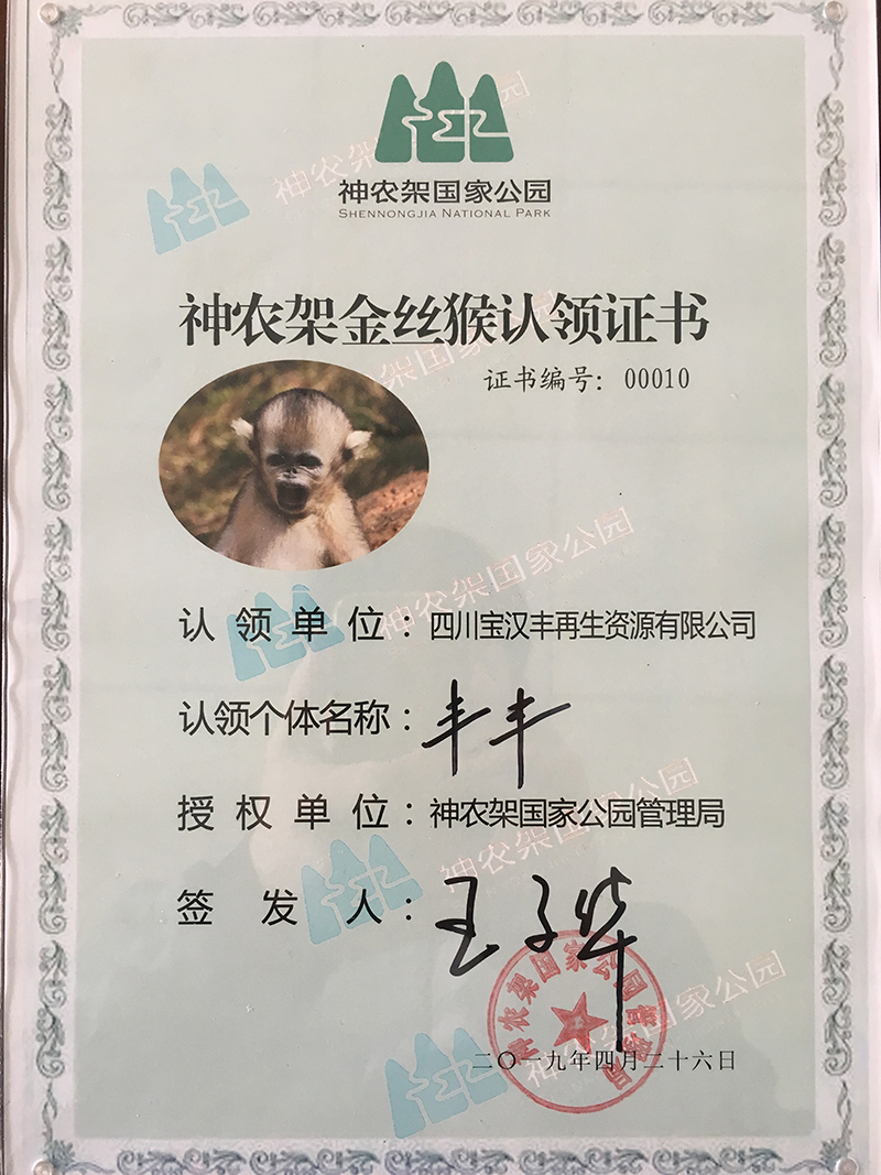 寶漢豐神龍架金絲猴