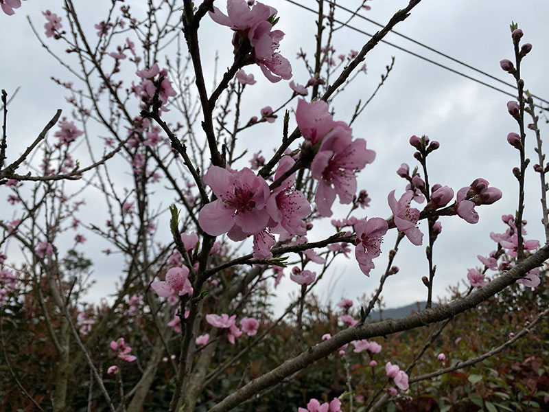 梨花