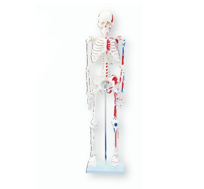 人体骨骼附肌肉着色模型85CM