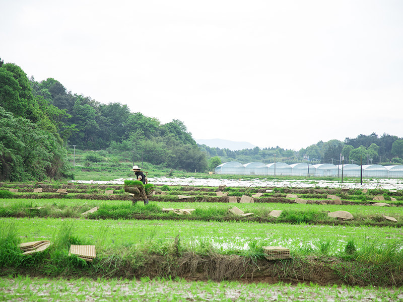 金風食品水稻基地