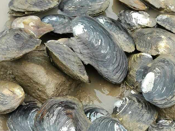 釣魚