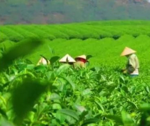 茶旅生態游興起，茶旅一體化豐富旅游新業態