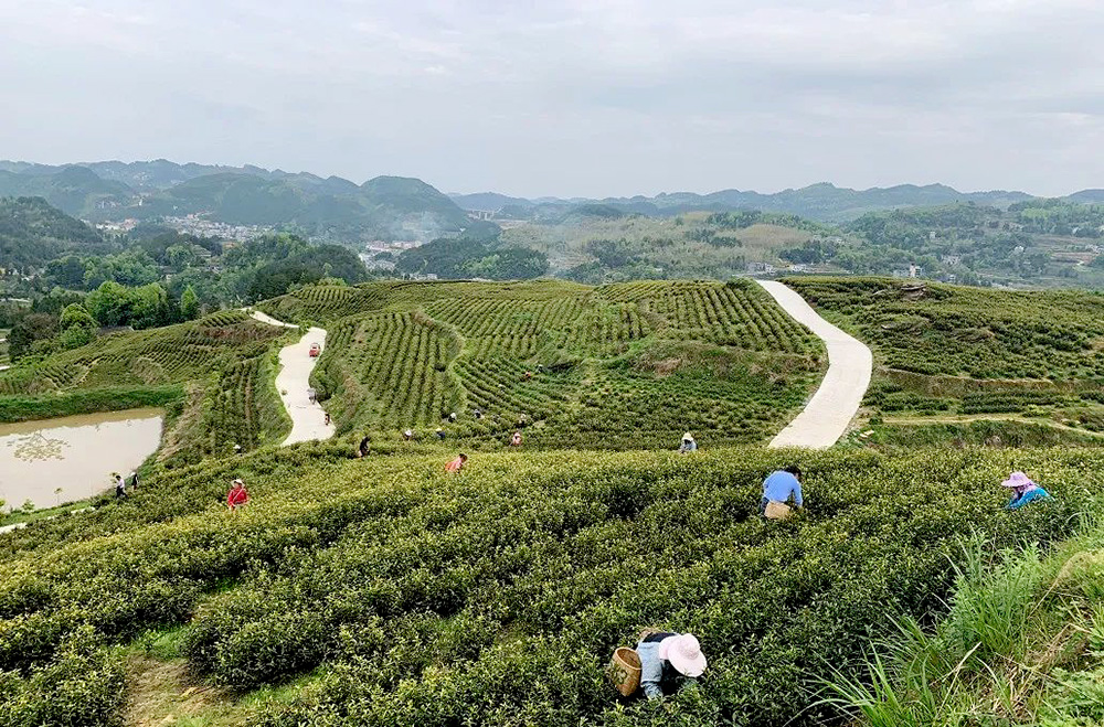 思南县集菁生态茶叶专业合作社