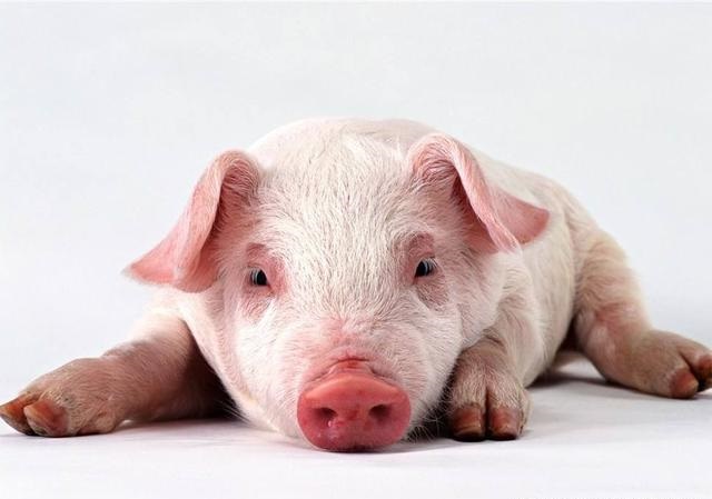 地塞米松可以治疗的三类猪病