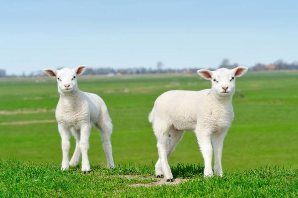 羊常用急救药有哪些？使用羊药要注意什么？