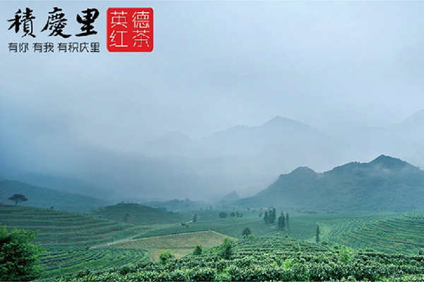 英德积庆里茶叶有限公司与保得生物合作